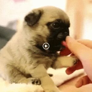 Meet your Posher, Lucy